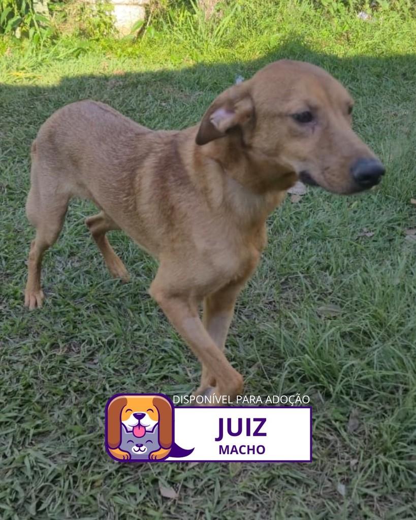 Juiz, cachorro de porte pequeno para adoção em Sorocaba - SP