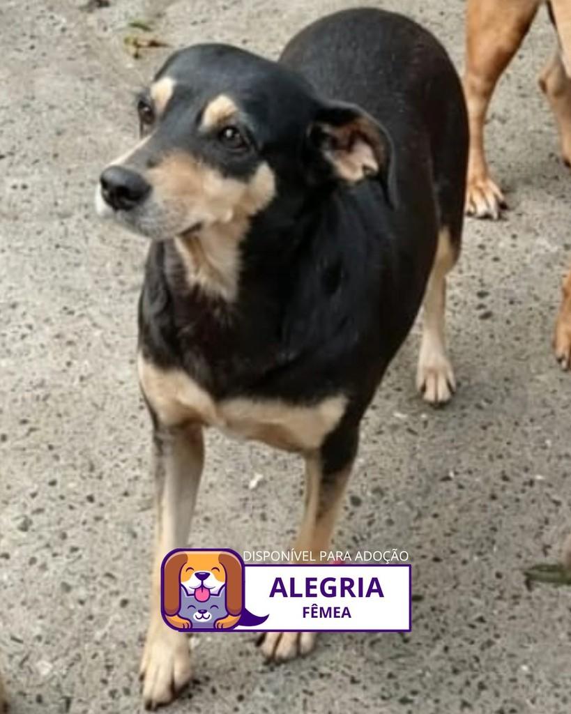 Alegria, cadela de porte médio para adoção em Sorocaba - SP