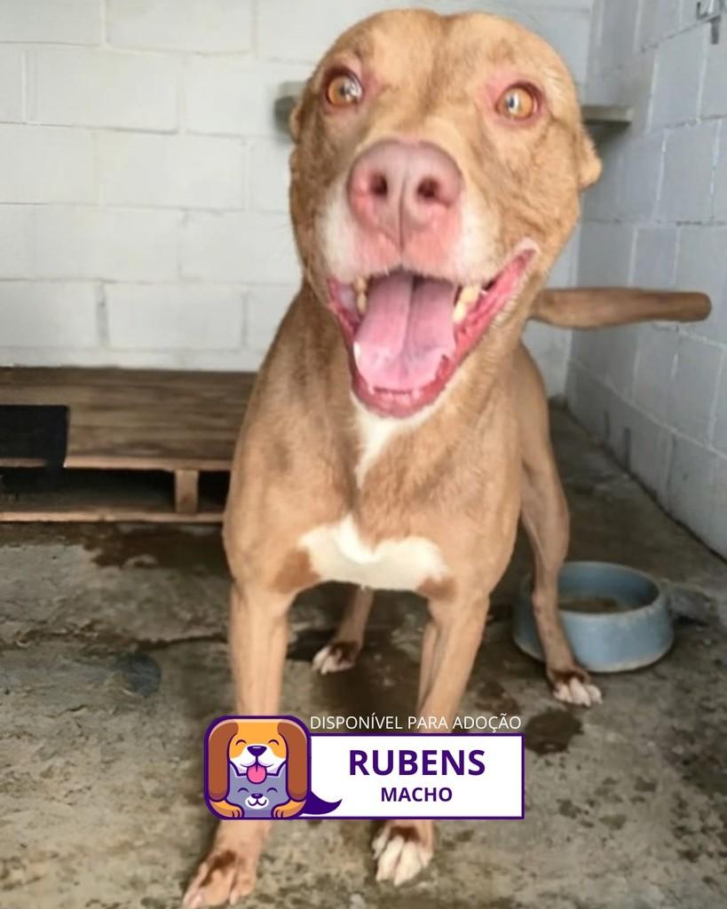 Rubens, cachorro de porte grande para adoção em Sorocaba - SP