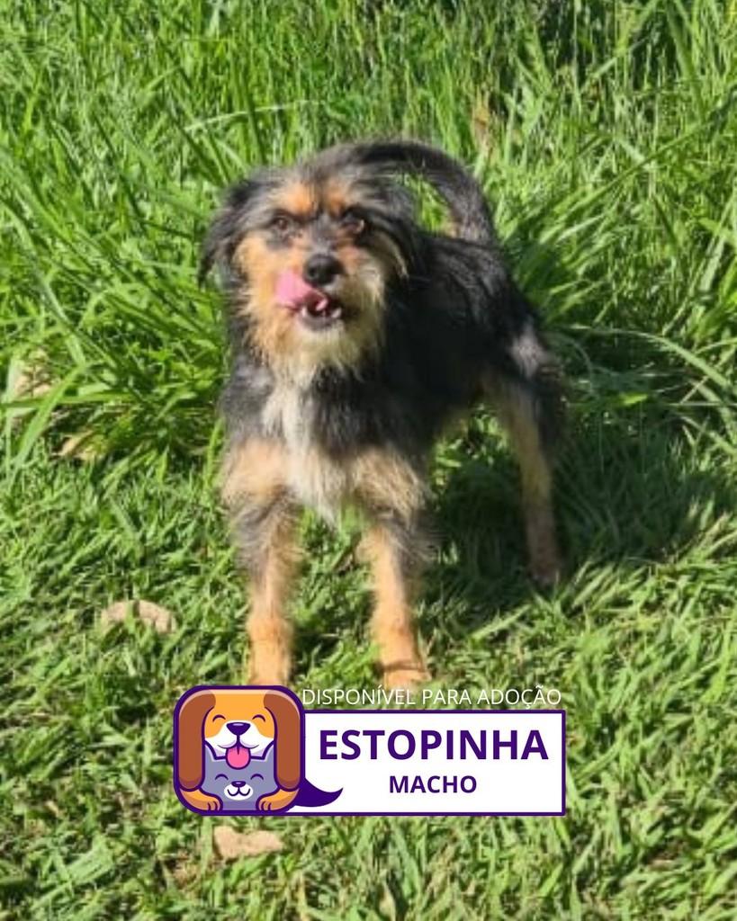 Estopinha, cachorro de porte pequeno para adoção em Sorocaba - SP