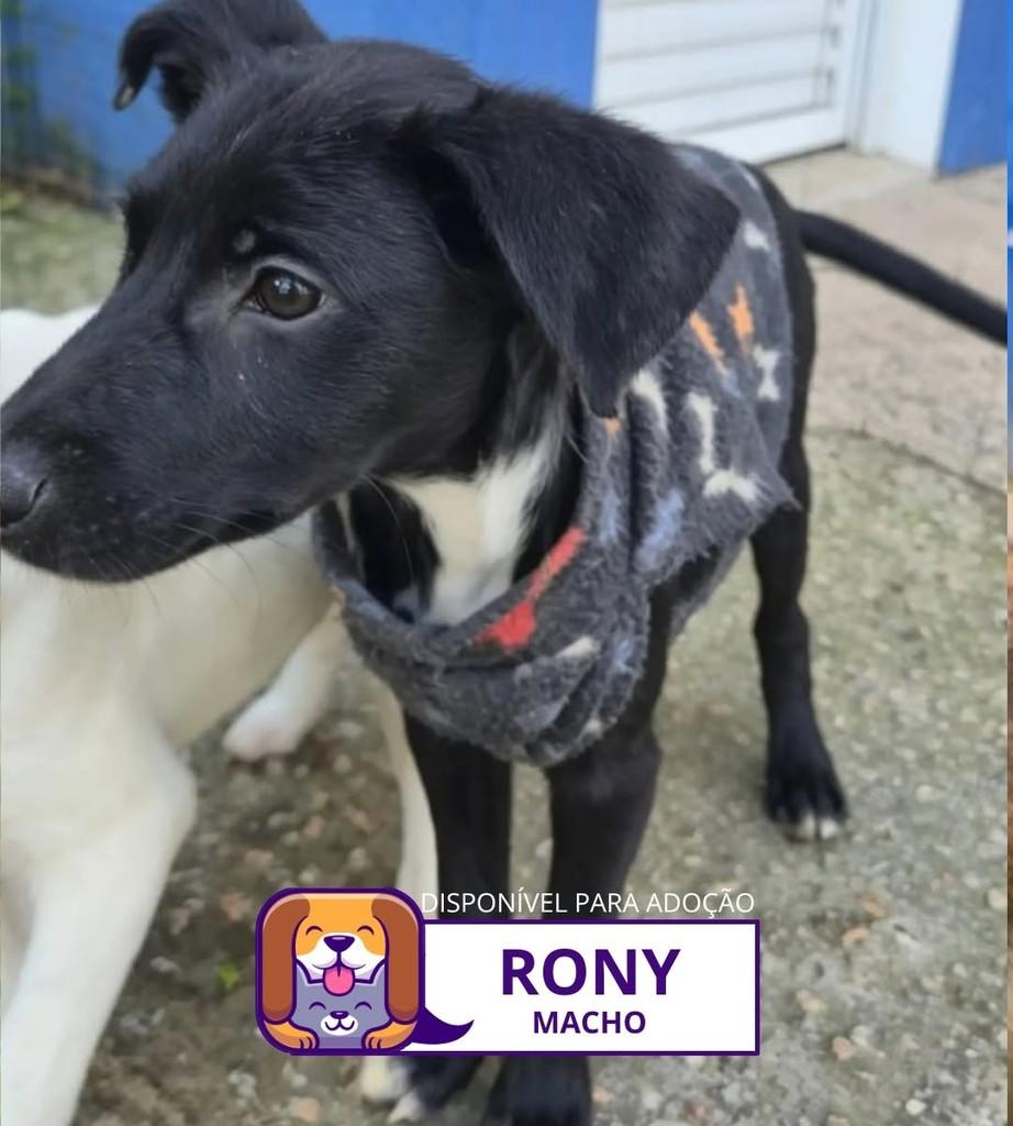 Rony, cachorro de porte pequeno para adoção em Sorocaba - SP