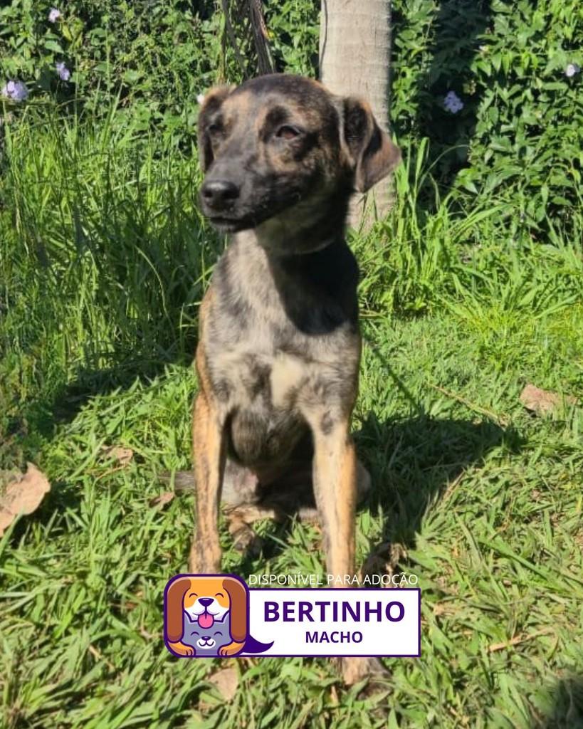 Bertinho, cachorro de porte médio para adoção em Sorocaba - SP