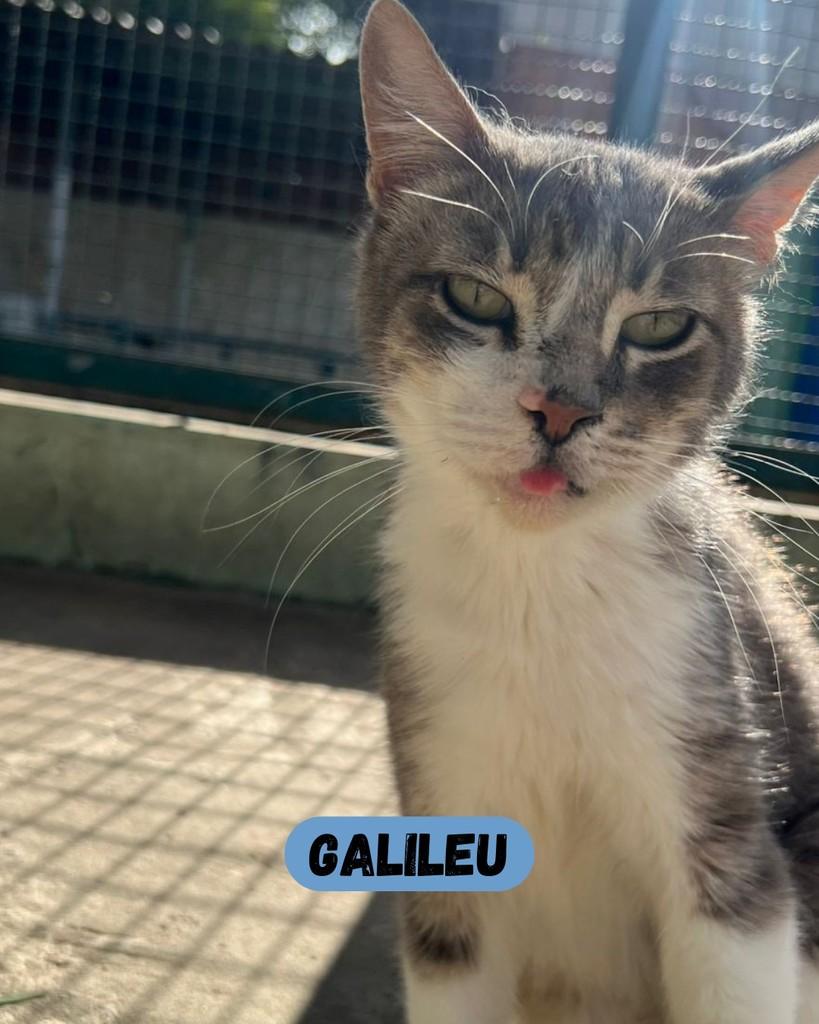 Galileu, gato de porte médio para adoção em Sorocaba - SP