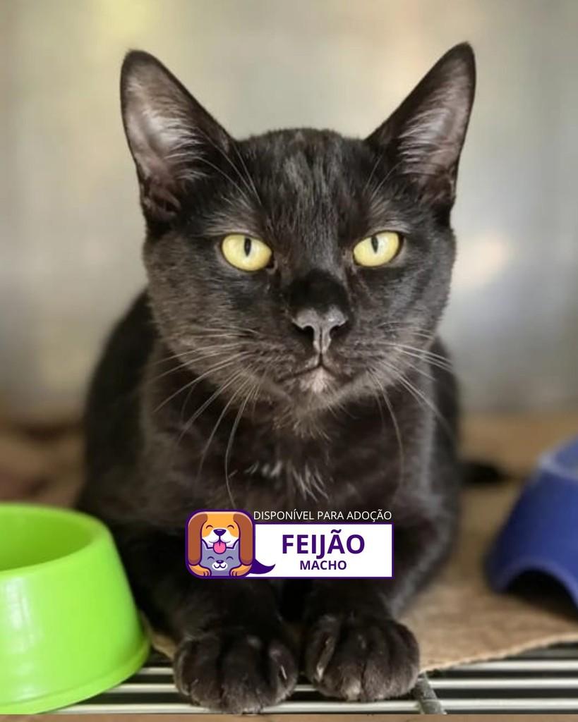 Feijão, gato de porte pequeno para adoção em Sorocaba - SP