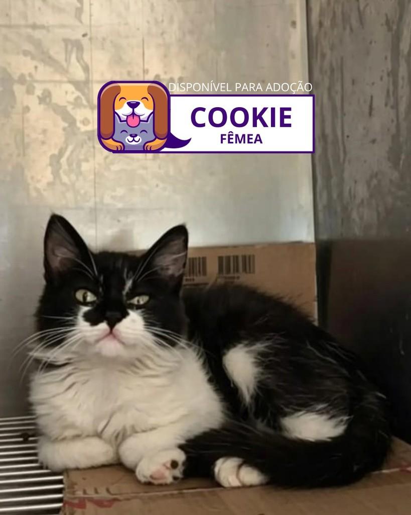 Cookie, gata de porte pequeno para adoção em Sorocaba - SP