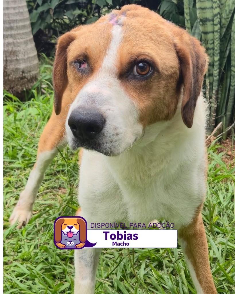 Tobias, cachorro de porte médio para adoção em Sorocaba - SP