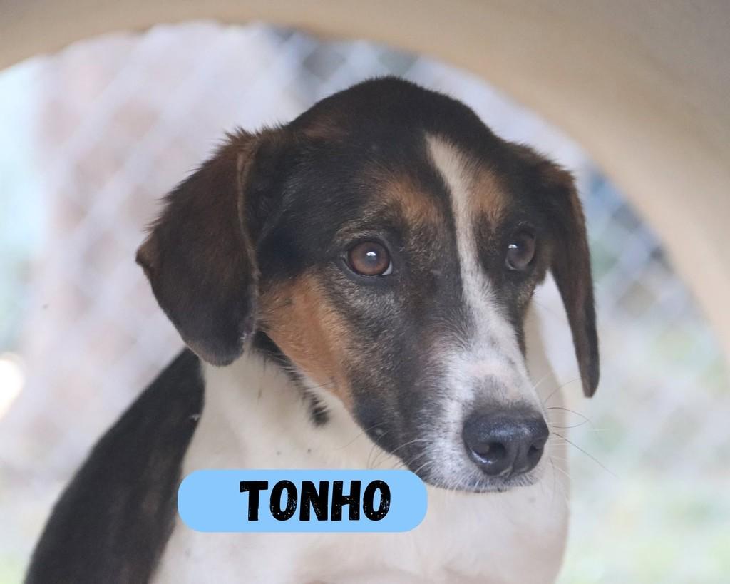 Tonho, cachorro de porte pequeno para adoção em Sorocaba - SP