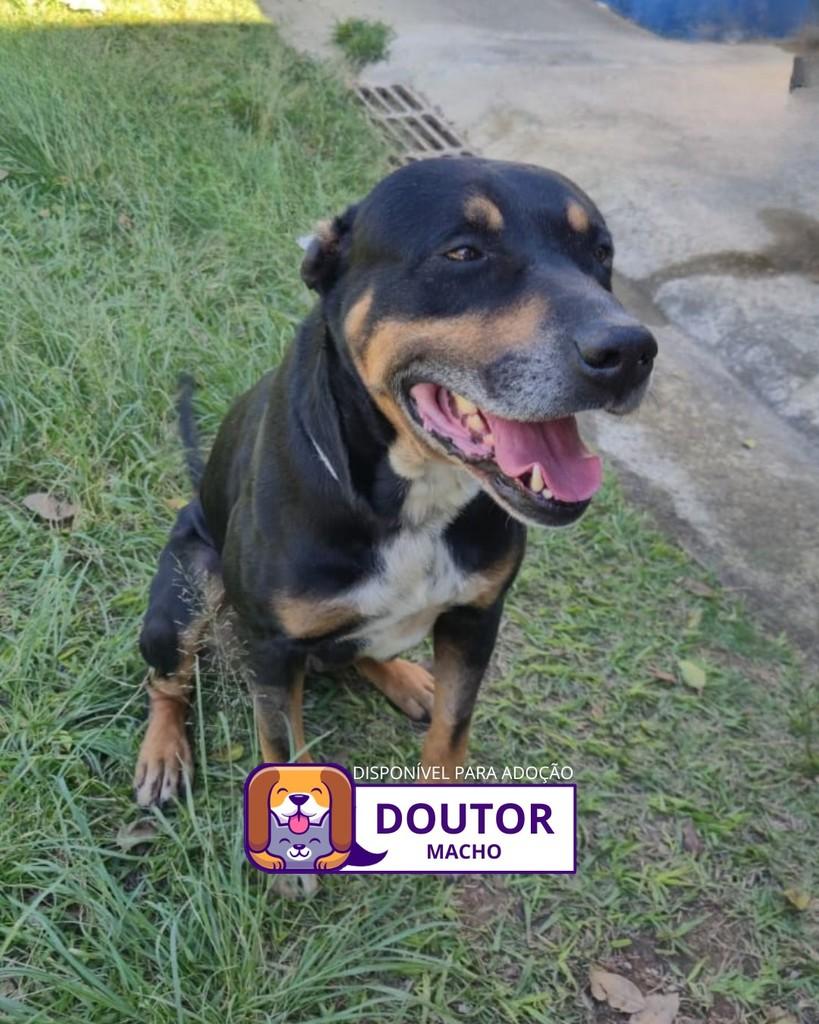 Doutor, cachorro de porte médio para adoção em Sorocaba - SP