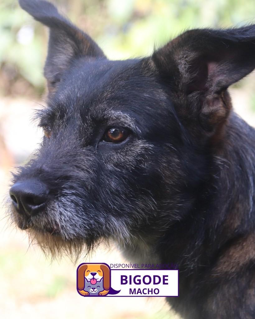 Bigode, cachorro de porte grande para adoção em Sorocaba - SP