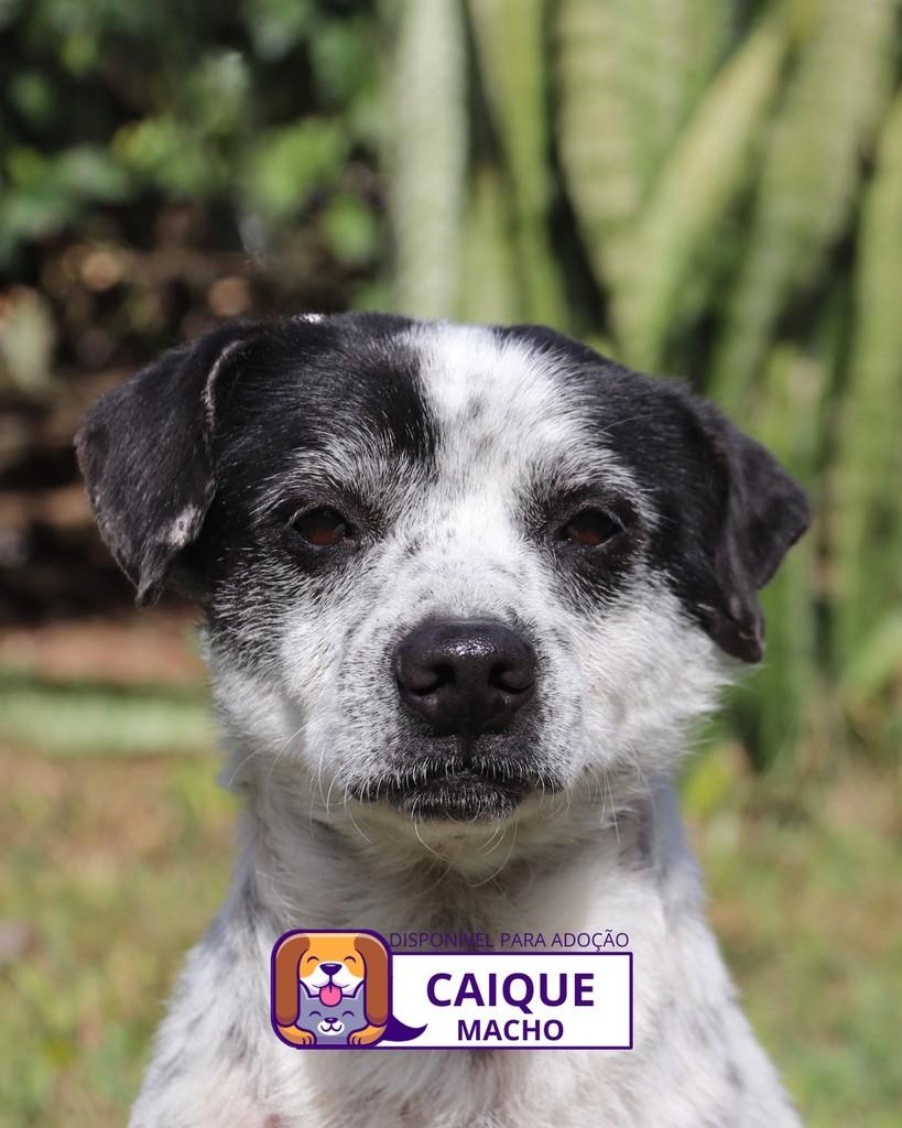 Caique, cachorro de porte pequeno para adoção em Sorocaba - SP