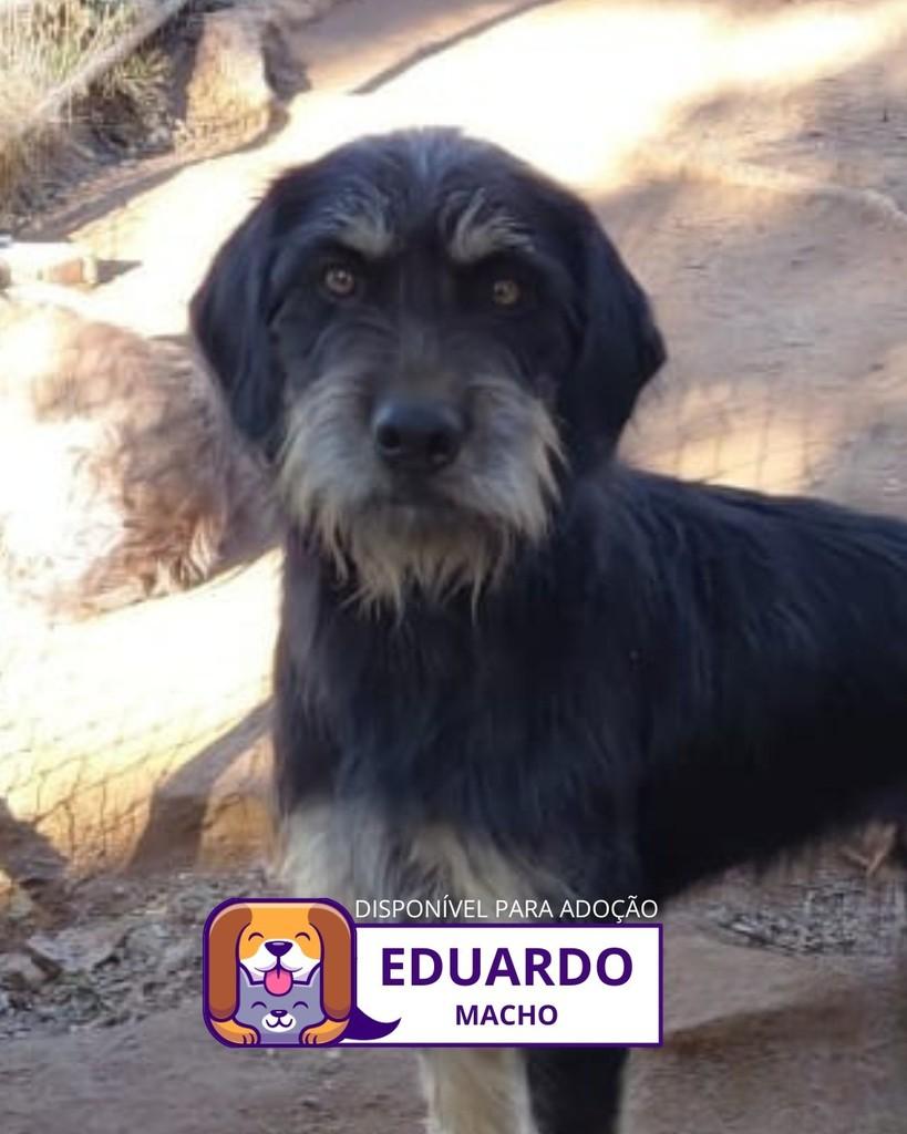 Eduardo, cachorro de porte pequeno para adoção em Sorocaba - SP