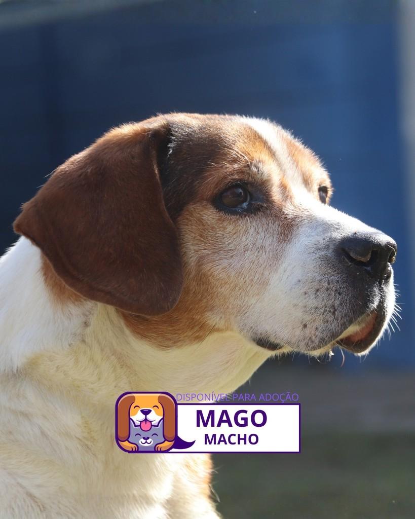 Mago, cachorro de porte médio para adoção em Sorocaba - SP