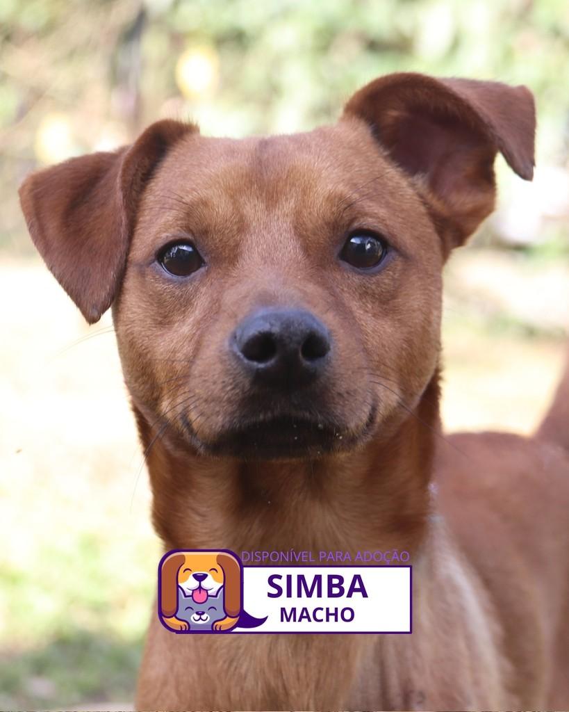 Simba, cachorro de porte pequeno para adoção em Sorocaba - SP