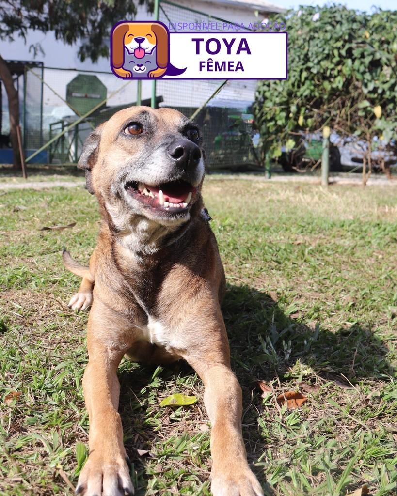 Toya, cadela de porte médio para adoção em Sorocaba - SP