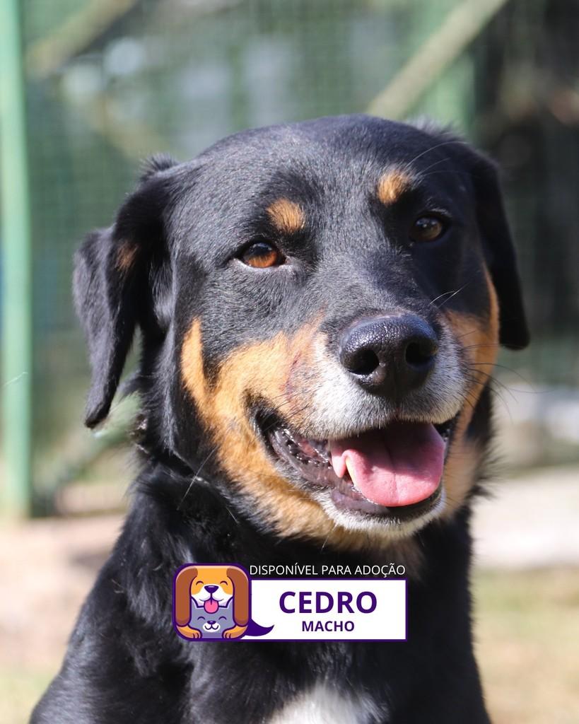 Cedro, cachorro de porte médio para adoção em Sorocaba - SP
