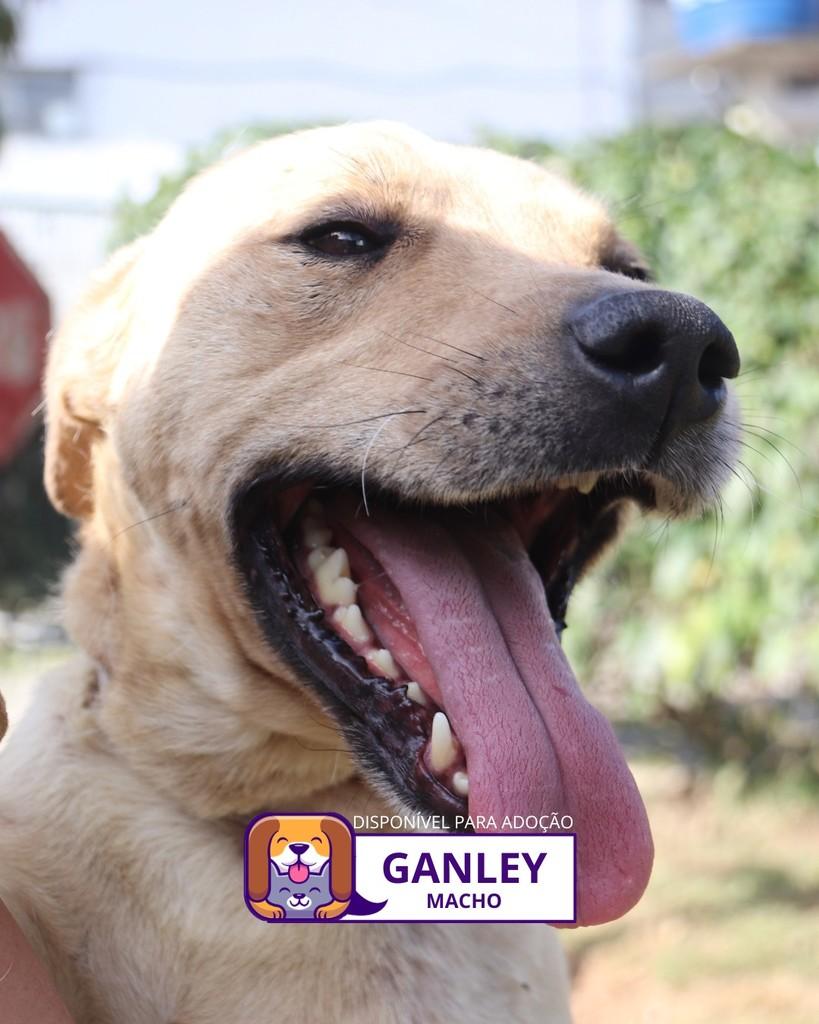Ganley, cachorro de porte médio para adoção em Sorocaba - SP
