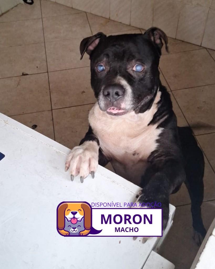 Moron, cachorro de porte médio para adoção em São Roque - SP