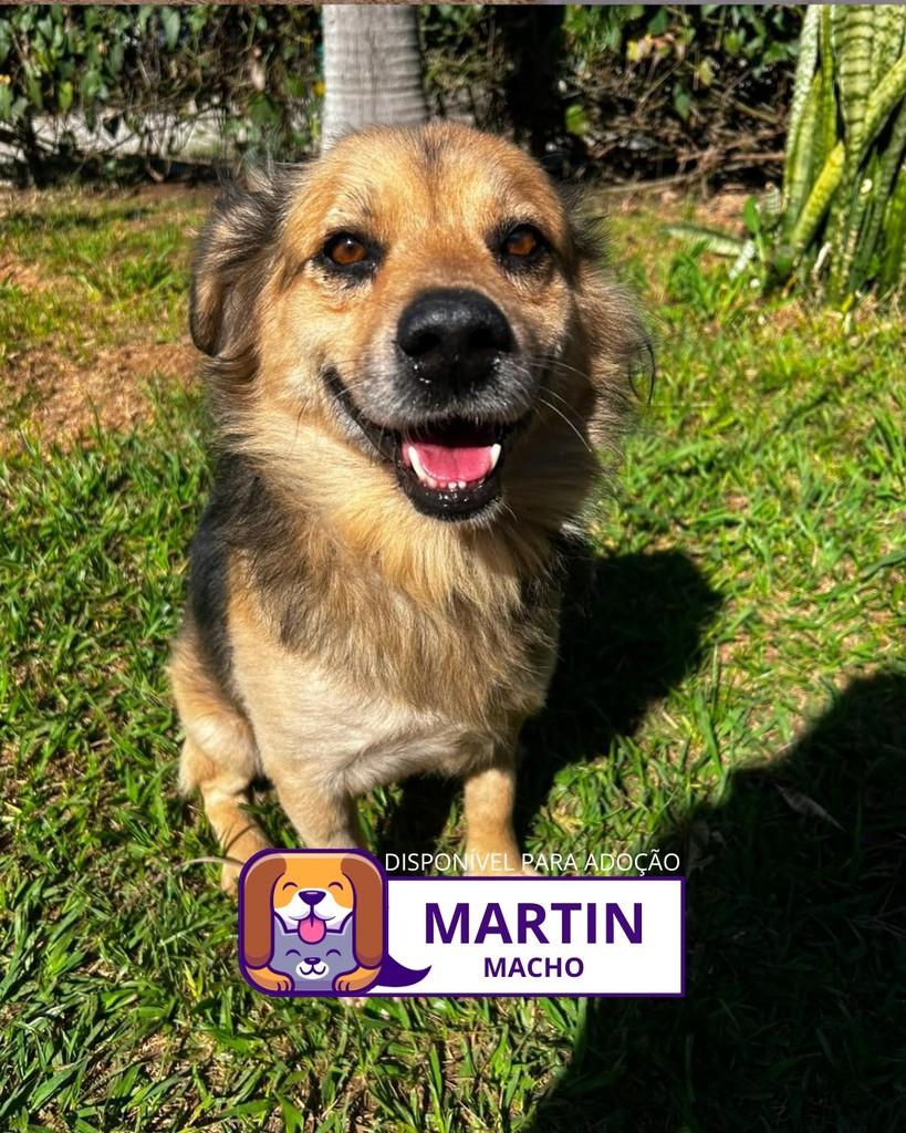 Martin, cachorro de porte pequeno para adoção em Sorocaba - SP