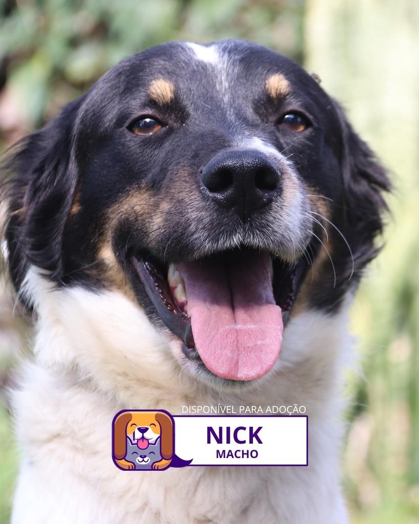Nick, cachorro de porte médio para adoção em Sorocaba - SP