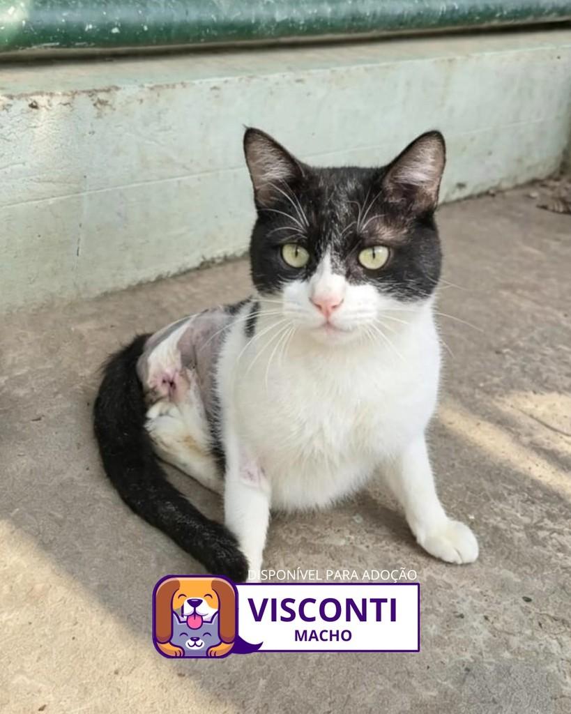 Visconti, gato de porte médio para adoção em Sorocaba - SP