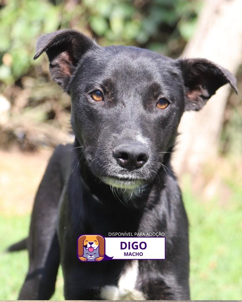 Digo, cachorro de porte médio para adoção em Sorocaba - SP