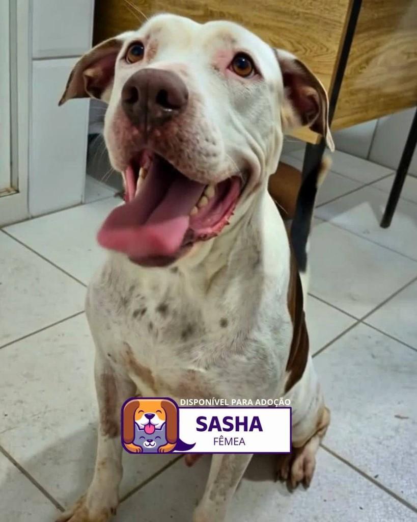 Sasha, cachorro de porte médio para adoção em Sorocaba - SP