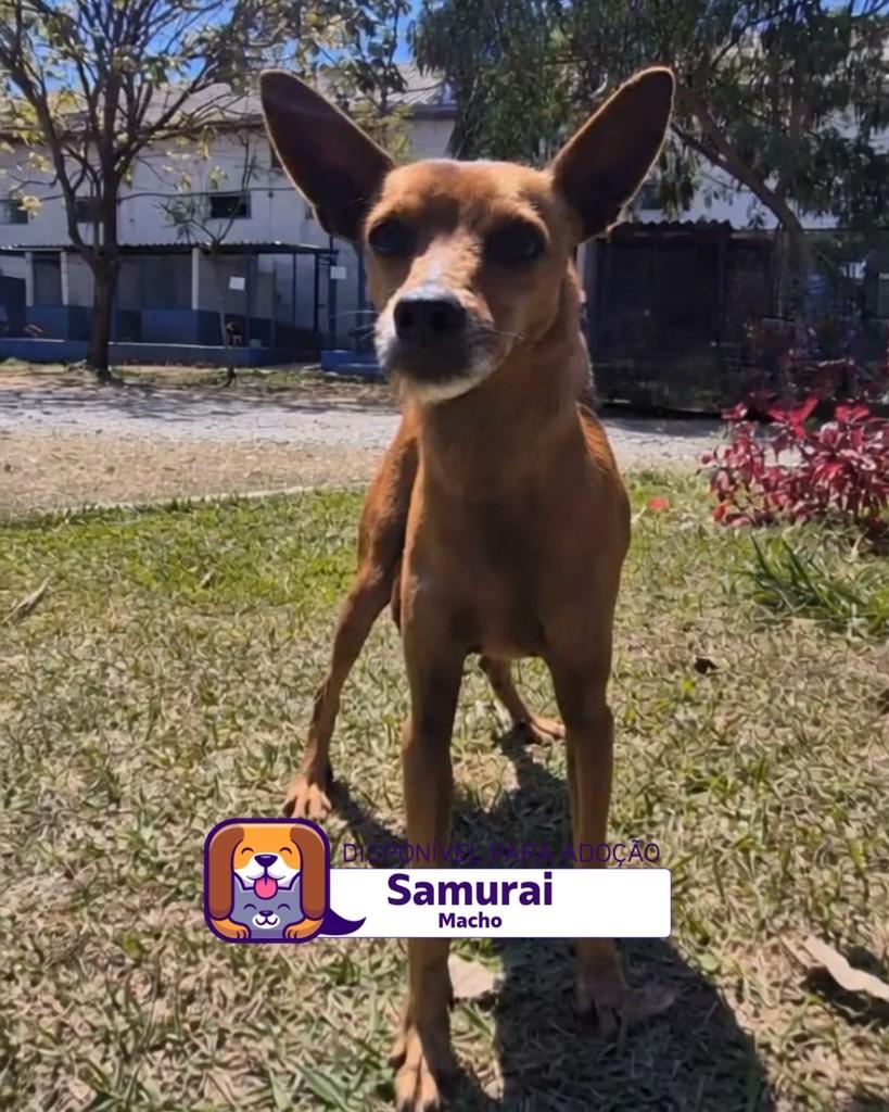 Samurai, cachorro de porte pequeno para adoção em Sorocaba - SP
