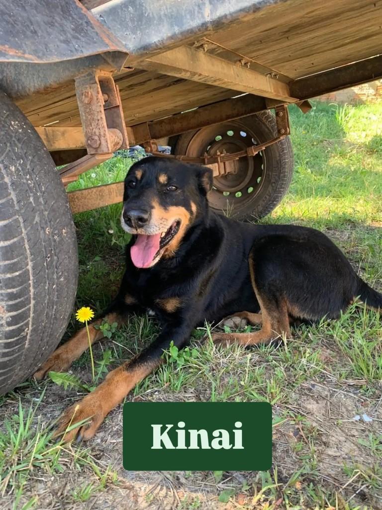 Kinai, cachorro de porte médio para adoção em Sorocaba - SP