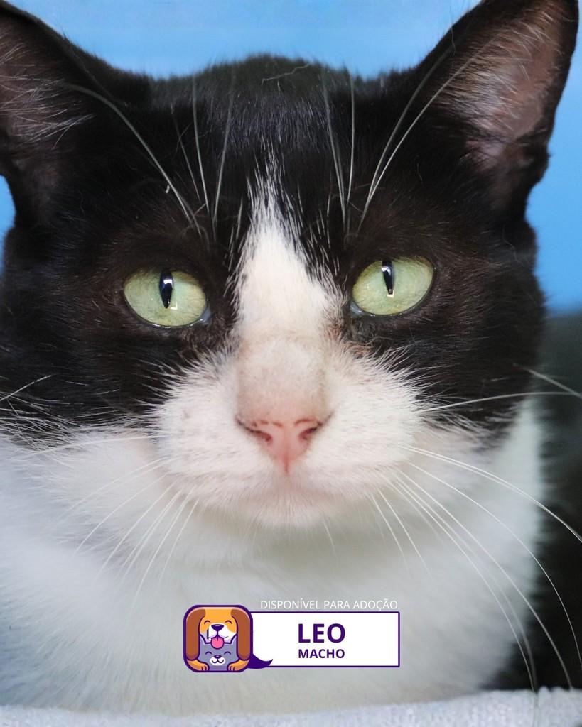 Leo, gato de porte médio para adoção em Sorocaba - SP