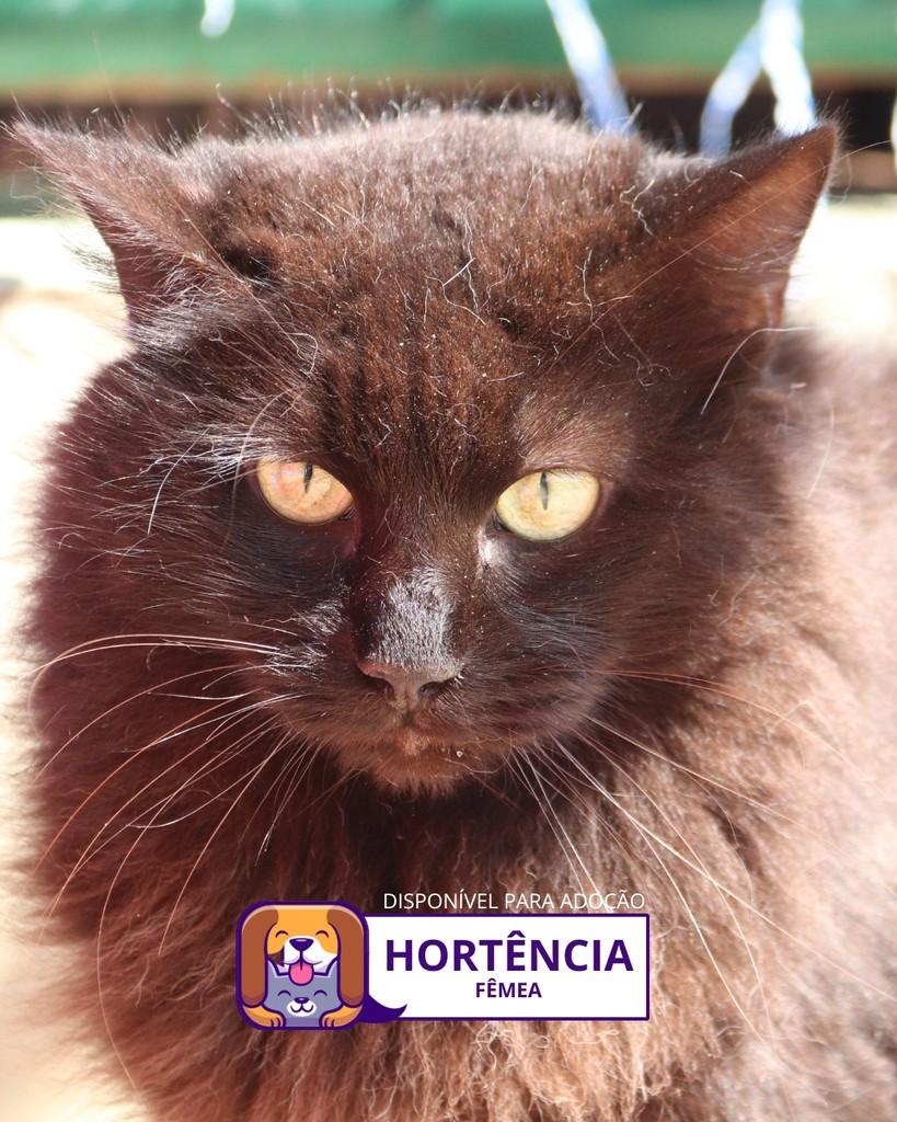 Hortência, gata de porte médio para adoção em Sorocaba - SP