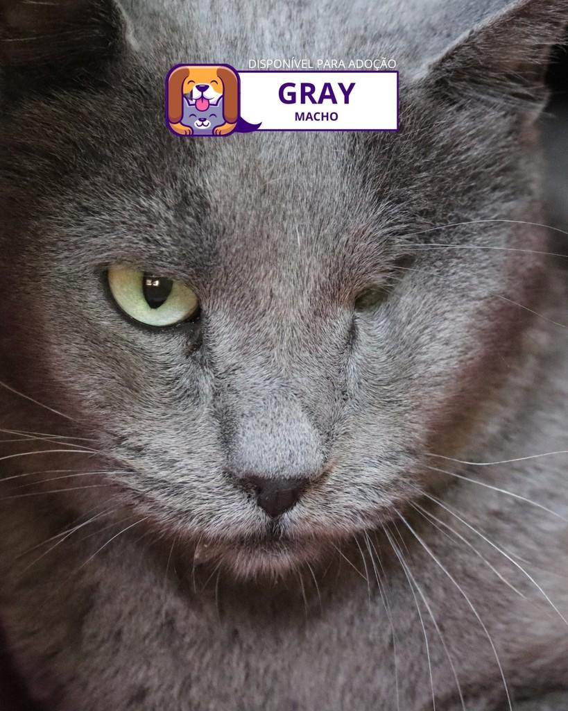 Gray, gato de porte médio para adoção em Sorocaba - SP