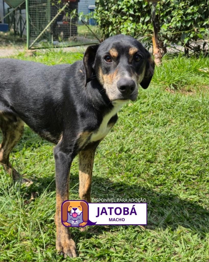 Jatobá, cachorro de porte médio para adoção em Sorocaba - SP