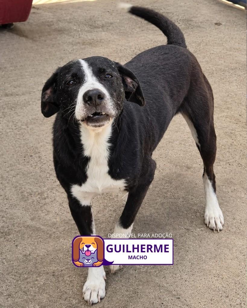Guilherme, cachorro de porte médio para adoção em Sorocaba - SP