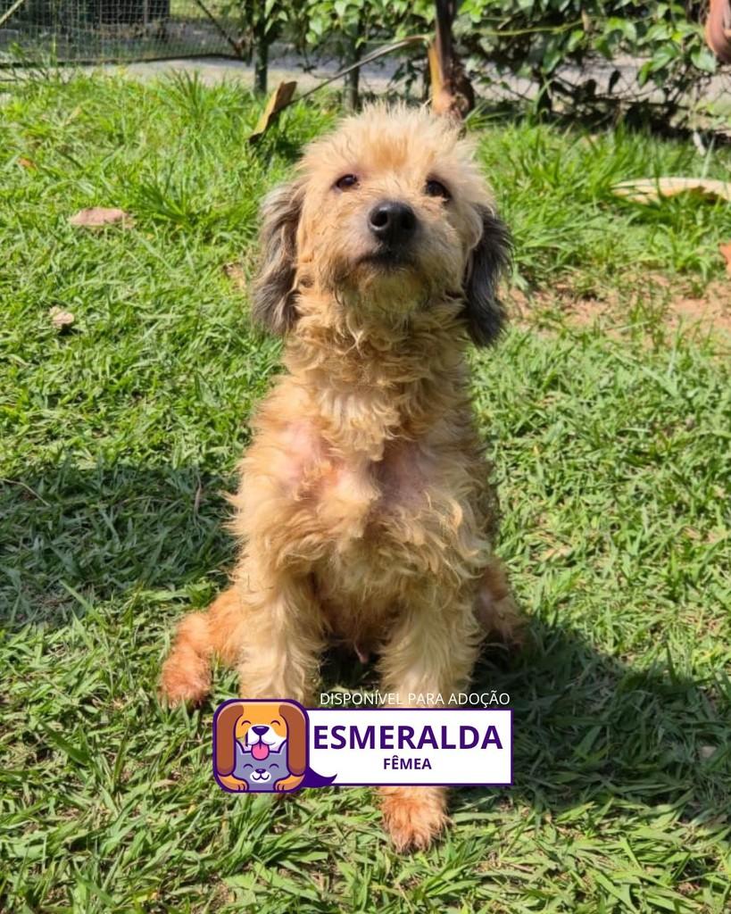 Esmeralda, cadela de porte pequeno para adoção em Sorocaba - SP