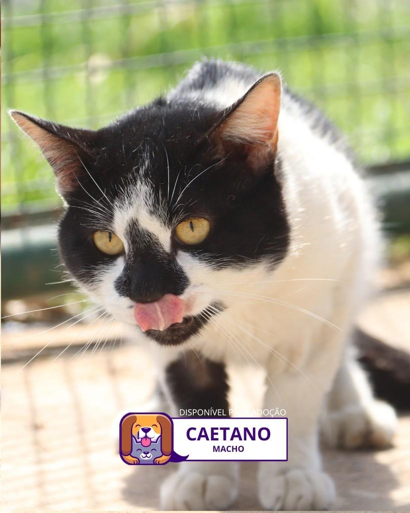 Caetano, gato de porte médio para adoção em Sorocaba - SP