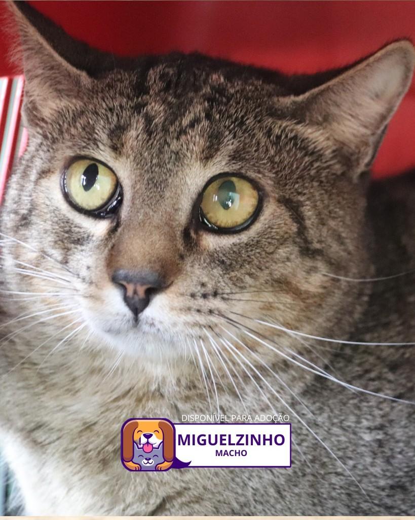 Miguelzinho, gato de porte pequeno para adoção em Sorocaba - SP