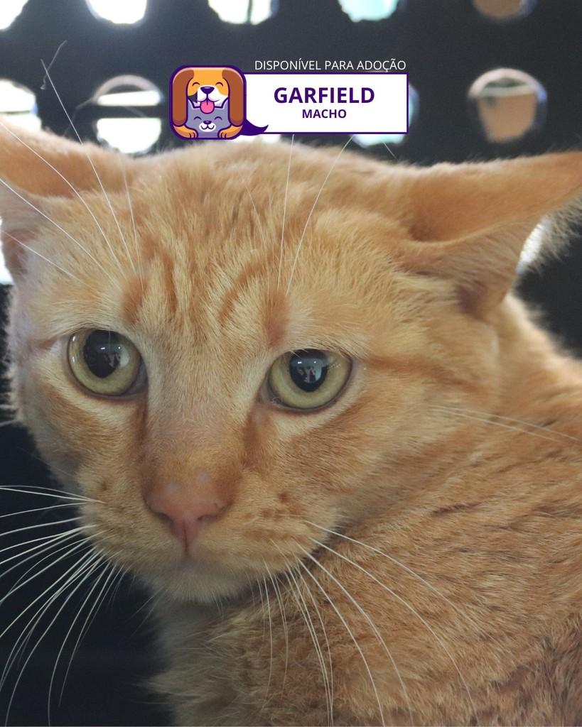 Garfield, gato de porte médio para adoção em Sorocaba - SP