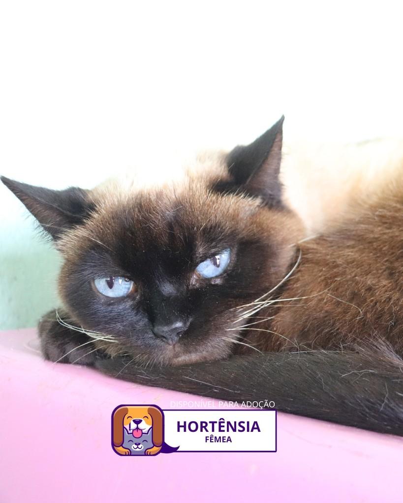 Hortênsia, gata de porte médio para adoção em Sorocaba - SP