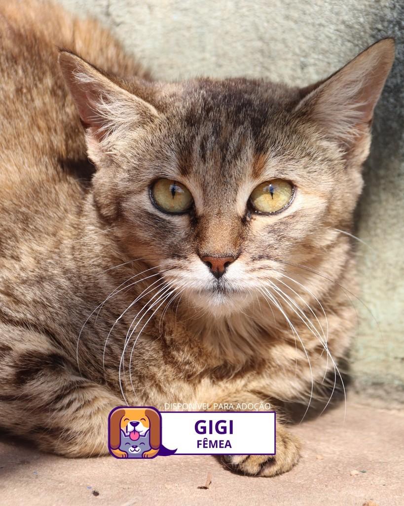 Gigi, gata de porte médio para adoção em Sorocaba - SP