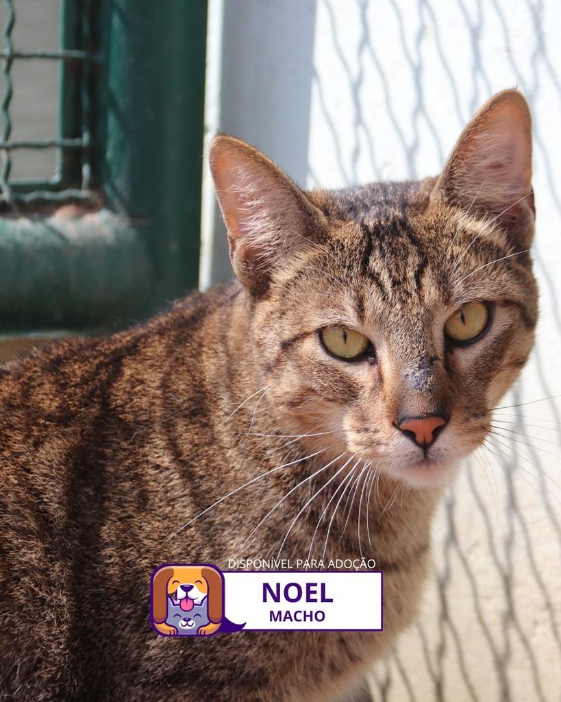 Noel, gato de porte médio para adoção em Sorocaba - SP