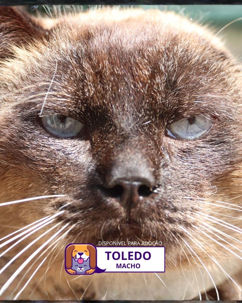 Toledo, gato para adoção em Sorocaba - SP