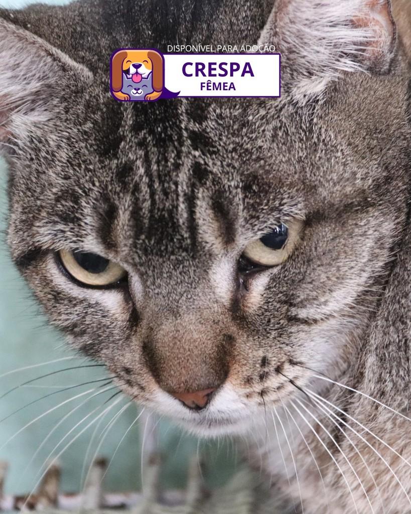 Crespa, gata de porte médio para adoção em Sorocaba - SP