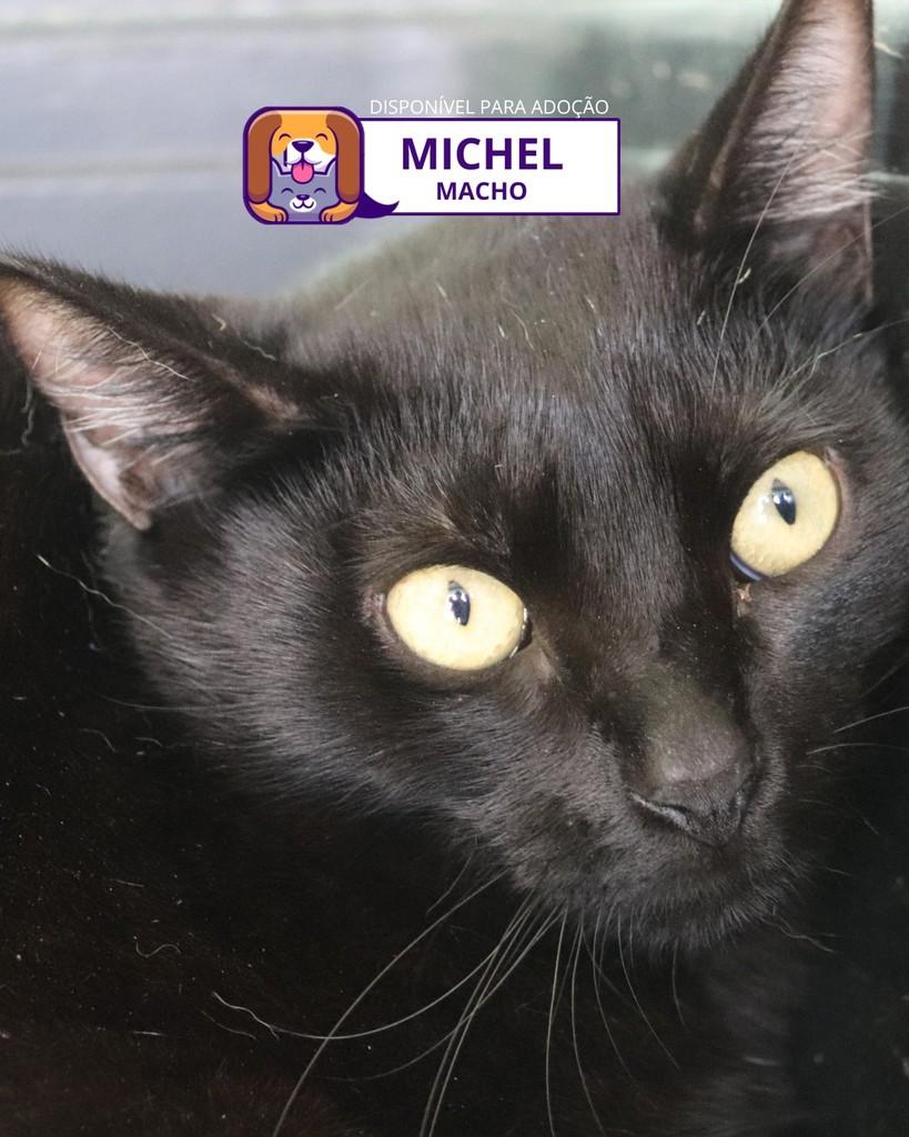 Michel, gato de porte pequeno para adoção em Sorocaba - SP