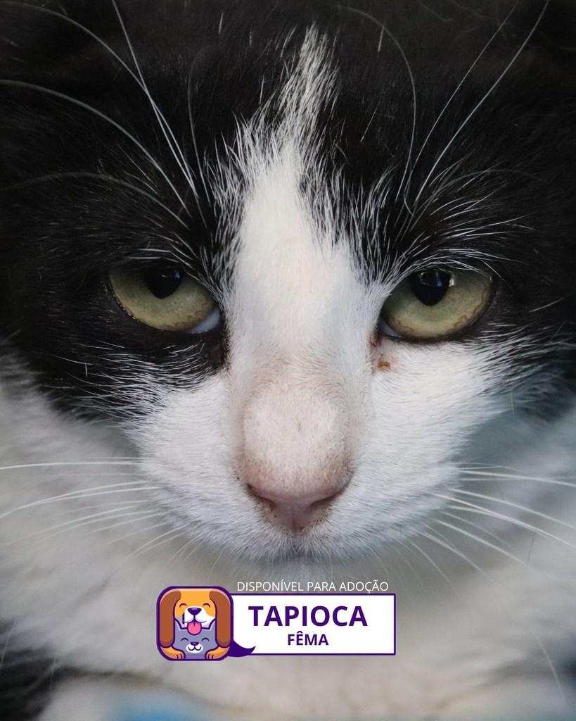 Tapioca, gato para adoção em Sorocaba - SP