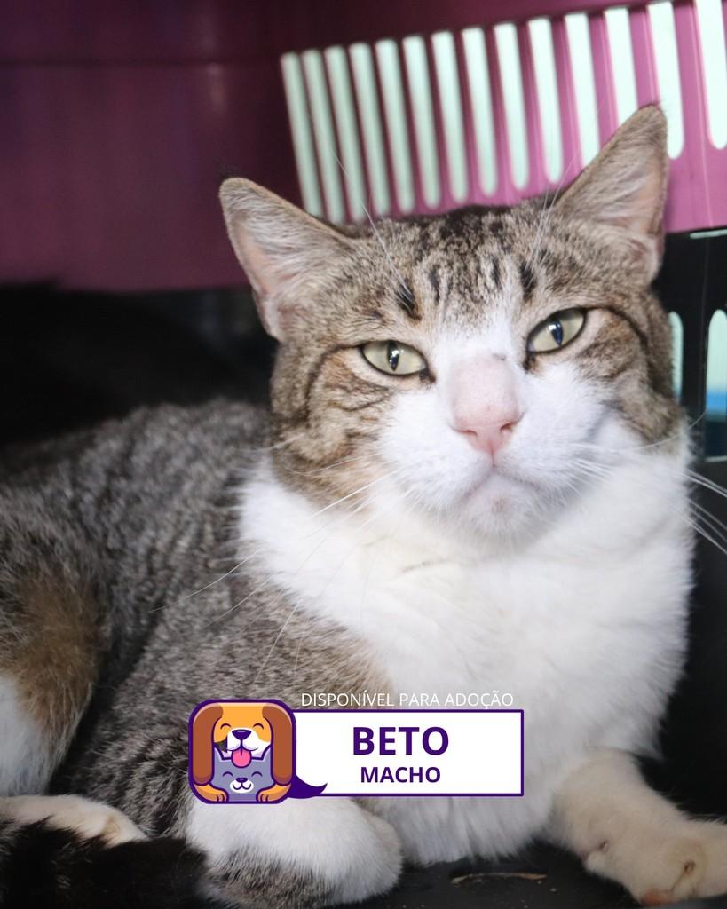 Beto, gato de porte médio para adoção em Sorocaba - SP