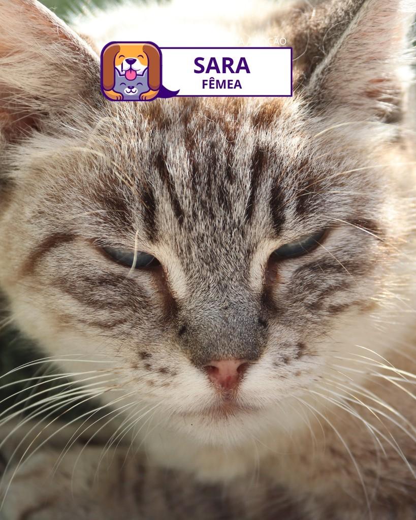 Sara, gata de porte pequeno para adoção em Sorocaba - SP