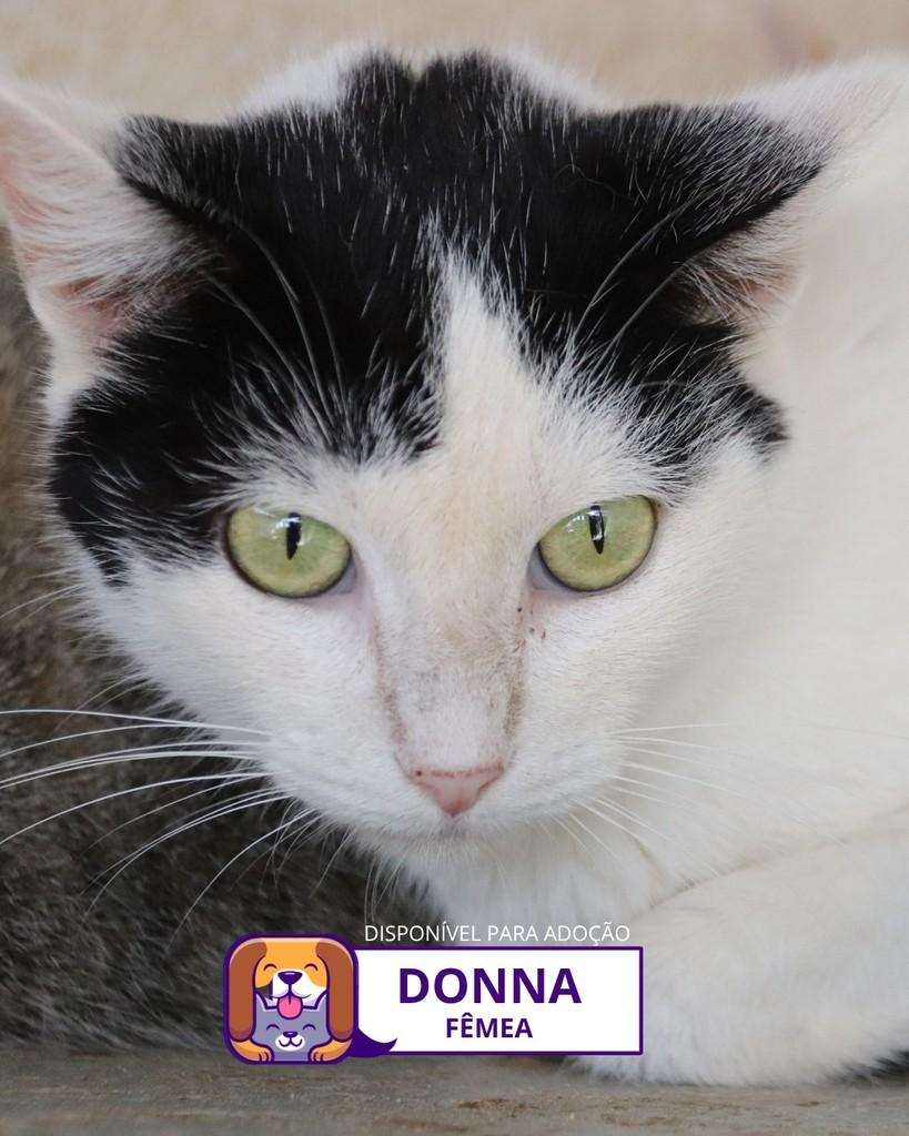 Donna, gato de porte médio para adoção em Sorocaba - SP