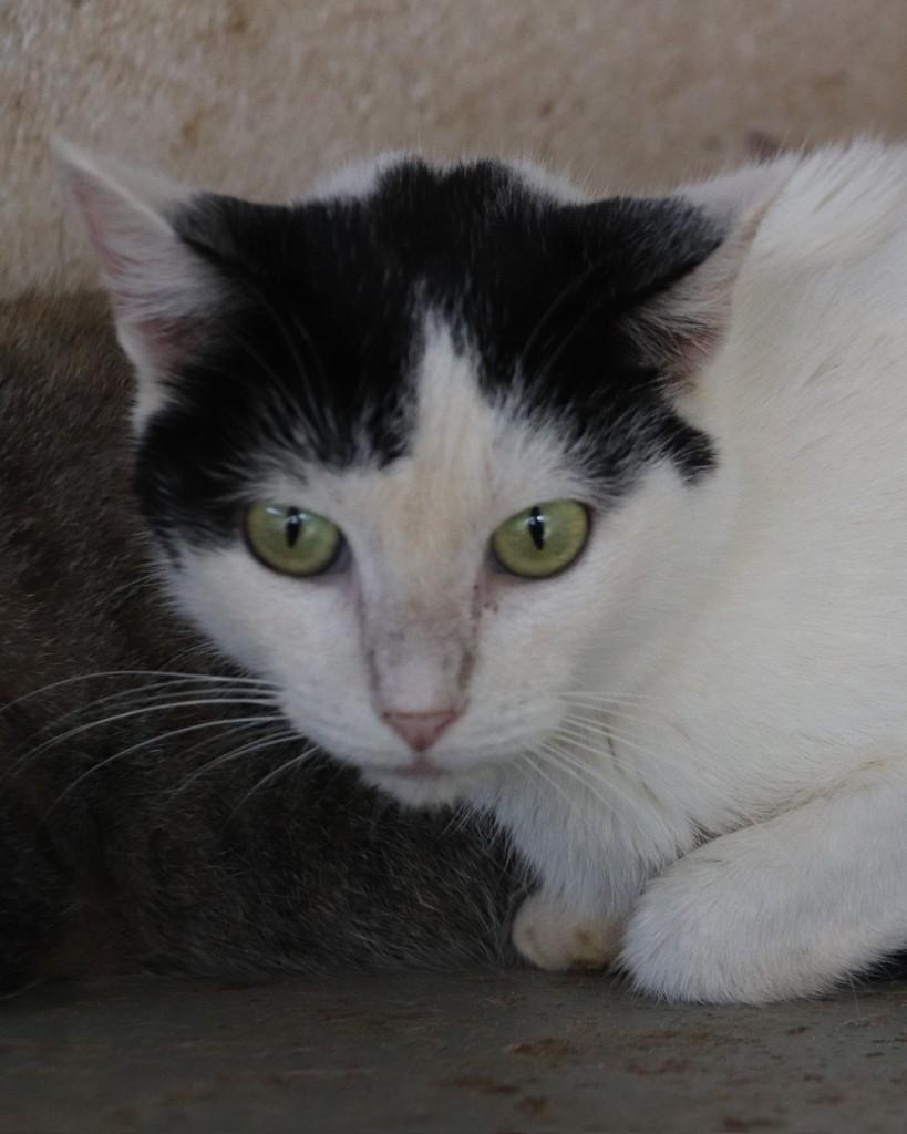 Donna, gato de porte médio para adoção em Sorocaba - SP — foto 2 de 4
