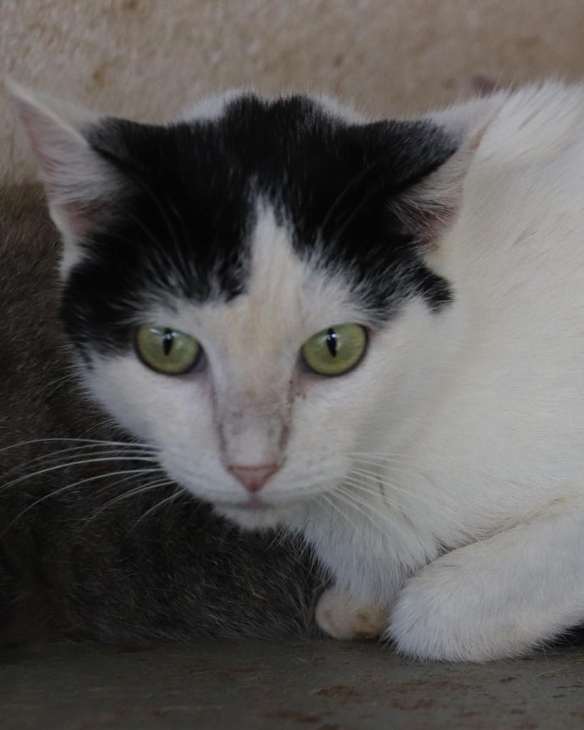 Donna, gato de porte médio para adoção em Sorocaba - SP — foto 3 de 4