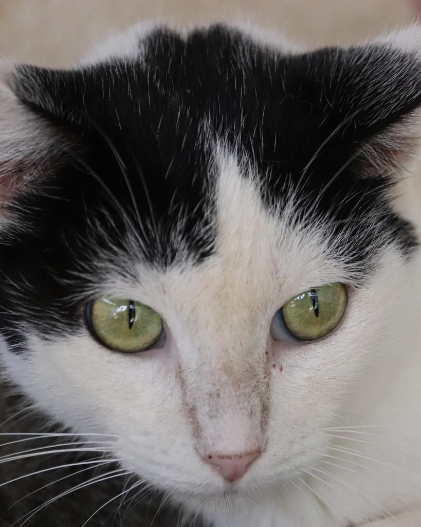 Donna, gato de porte médio para adoção em Sorocaba - SP — foto 4 de 4